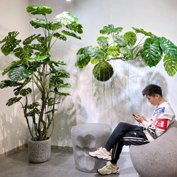 好养的大型绿植有哪些「好养的大型绿植有哪些 室内」_1